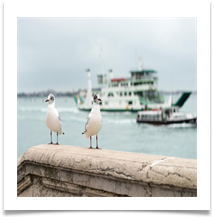 Avian - Bill Rigby